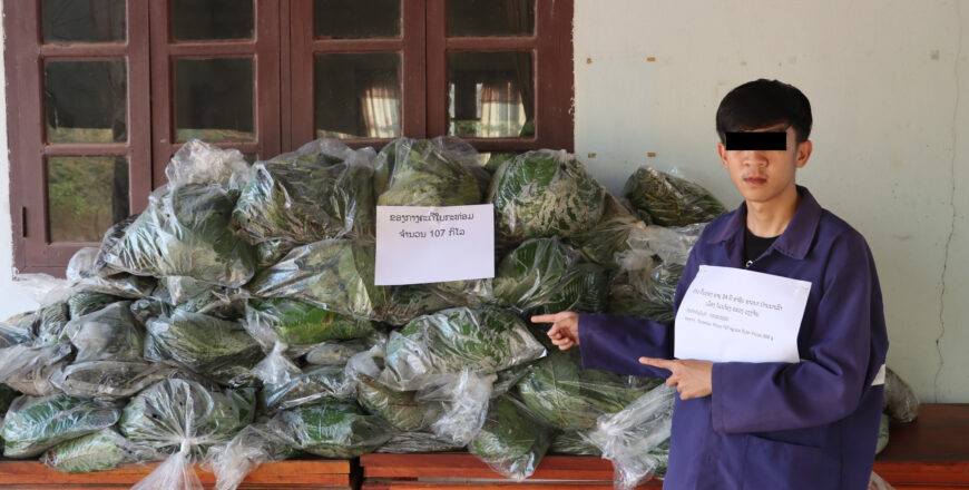 ຈັບຕົວຜູ້ຄ້າ-ຂາຍ ໃບກະທ໋ອມ ລາຍໃຫຍ່ ໂພສຂາຍຜ່ານຊ່ອງທາງຕິກຕັອກ ພ້ອມພວກກຸ່ມມົ້ວສຸມດື່ມນໍ້າກະທ່ອມ 5 ຄົນ
