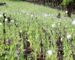 ປກສ ແຂວງຫົວພັນ ທໍາລາຍໄຮ່ຢາຝິ່ນ ທີ່ປະຊາຊົນລັກລອບປູກ 7,5 ເຮັກຕາ. ປກສ ແຂວງຫົວພັນ ທໍາລາຍໄຮ່ຢາຝິ່ນ ທີ່ປະຊາຊົນລັກລອບປູກ 7,5 ເຮັກຕາ.