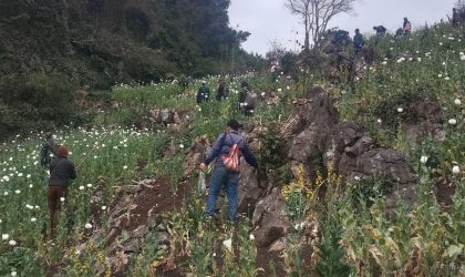 ຫາທາງອອກທີ່ເໝາະສົມ ປູກພືດແນວອື່ນທົດແທນ ເພື່ອຢຸດຕິການລັກລອບປູກຝິ່ນ