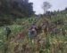 ຫາທາງອອກທີ່ເໝາະສົມ ປູກພືດແນວອື່ນທົດແທນ ເພື່ອຢຸດຕິການລັກລອບປູກຝິ່ນ ຫາທາງອອກທີ່ເໝາະສົມ ປູກພືດແນວອື່ນທົດແທນ ເພື່ອຢຸດຕິການລັກລອບປູກຝິ່ນ