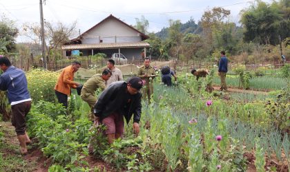 ປກສ ແຂວງຫລວງນໍ້າທາ ທຳລາຍສວນຝິ່ນທີ່ລັກລອບປູກຕາມໜານຜັກ ເນື້ອທີ່ 1,000 ກວ່າຕາແມັດ