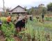 ປກສ ແຂວງຫລວງນໍ້າທາ ທຳລາຍສວນຝິ່ນທີ່ລັກລອບປູກຕາມໜານຜັກ ເນື້ອທີ່ 1,000 ກວ່າຕາແມັດ ປກສ ແຂວງຫລວງນໍ້າທາ ທຳລາຍສວນຝິ່ນທີ່ລັກລອບປູກຕາມໜານຜັກ ເນື້ອທີ່ 1,000 ກວ່າຕາແມັດ