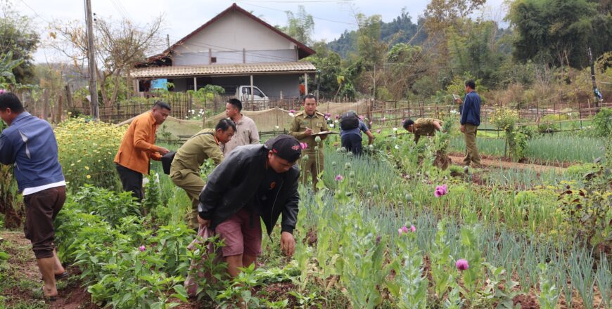 ປກສ ແຂວງຫລວງນໍ້າທາ ທຳລາຍສວນຝິ່ນທີ່ລັກລອບປູກຕາມໜານຜັກ ເນື້ອທີ່ 1,000 ກວ່າຕາແມັດ
