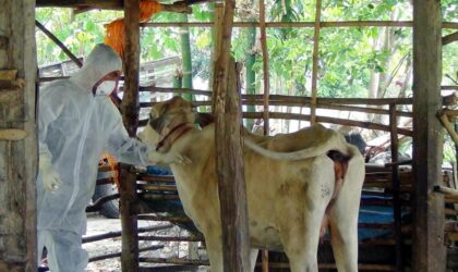 ກໍາປູເຈຍຢຸດນໍາເຂົ້າສັດລ້ຽງຈາກໄທຊົ່ວຄາວ ສະກັດພະຍາດແອນແທກລະບາດ