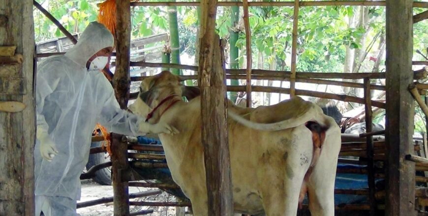 ກໍາປູເຈຍຢຸດນໍາເຂົ້າສັດລ້ຽງຈາກໄທຊົ່ວຄາວ ສະກັດພະຍາດແອນແທກລະບາດ