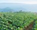 ບັນຫາເກົ່າ ເວົ້າຄືນໃໝ່ “ຫຼຸດຜ່ອນນຳເຂົ້າສິນຄ້າຜະລິດໄດ້ເອງ ເພື່ອສົ່ງເສີມພາຍໃນໃຫ້ເຂັ້ມແຂງ”