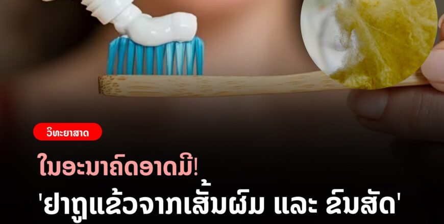 ໃນອະນາຄົດຈະມີ ຢາຖູແຂ້ວຈາກເສັ້ນຜົມ ຊ່ວຍຫລຸດອາການແຂ້ວແມງ ໃນອະນາຄົດຈະມີ ຢາຖູແຂ້ວຈາກເສັ້ນຜົມ ຊ່ວຍຫລຸດອາການແຂ້ວແມງ