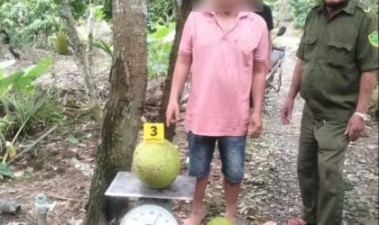 ຫວຽດນາມດຳເນີນຄະດີ ຊາຍໜຸ່ມລັກໝາກມີ້ 2 ໜ່ວຍ ມູນຄ່າ 387.000 ດົງ