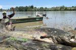 ຊາວປະມົງອີຕາລີ ຈັບປາດຸກຍັກເອີຣົບ ຍາວເກືອບ 3 ແມັດ ກາງແມ່ນໍ້າໂປ